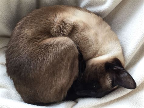 sleeping siamese