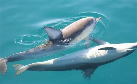 common dolphins mating. | mating common dolphins | Flickr