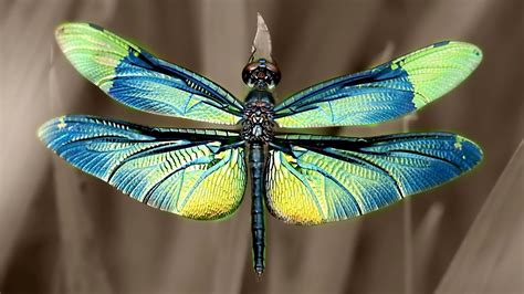 Wallpaper Iridescent dragonfly wings 1920x1200 HD Picture, Image