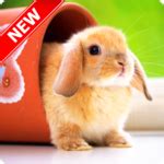 Cute Animal Wallpapers for PC - How to Install on Windows PC, Mac