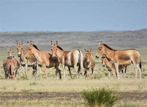 Gobi Desert Animals > Wild Bactrian Camel, Takhi, Gobi Bear, Wild Ass