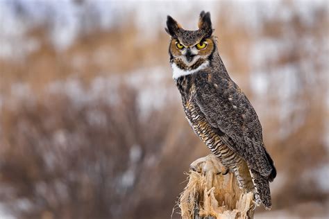 Great Horned Owl : Minnesota Breeding Bird Atlas