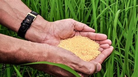 Bangladesh could be the first to cultivate Golden Rice, genetically altered to fight blindness ...