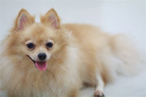 Free Images : puppy, cute, pets, whiskers, cool image, snout, cool photo, dog breed, pomeranian ...