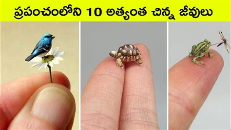 Top 10 Smallest animals in the world | Cute animals| BMC Facts | facts in Telugu | interesting ...