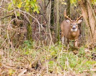 Deer Hunting Tips: Deer Hunting Tips