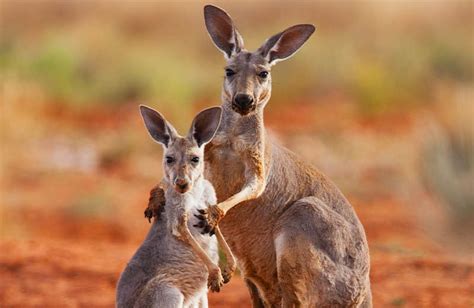 Where to see Australia's unique wildlife - Australian Traveller