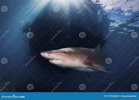 Lemon Shark in the Sunlit Waters of the Bahamas Stock Image - Image of waters, animal: 127253655