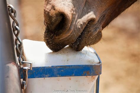 Salt Lick | Tom Brownold Photography