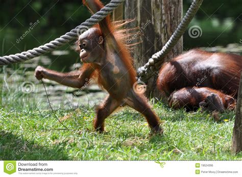 Orangutan Baby Playing in the Zoo Stock Image - Image of nipple ...