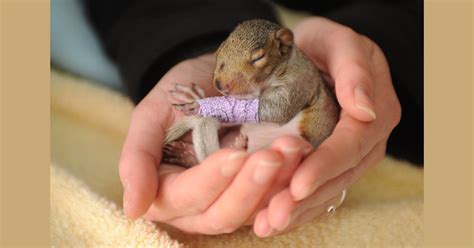 Cute baby squirrel wears tiny purple cast