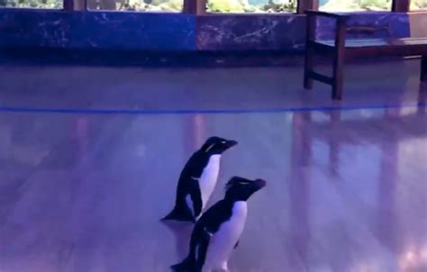 OMG, gossip: These penguins enjoying the aquarium while its closed will ...