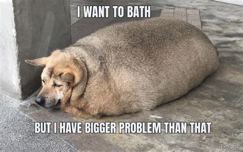 10+ Funny fat dog memes - PetPress