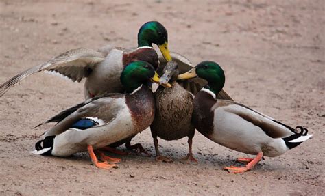 Wild with Pants: Bad Ducks at Leighton Moss