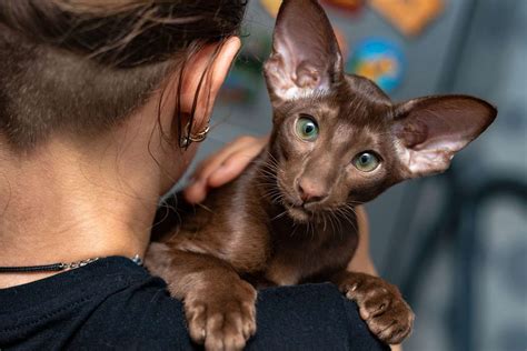 Oriental Shorthair Cat Breed Information & Characteristics | Daily Paws