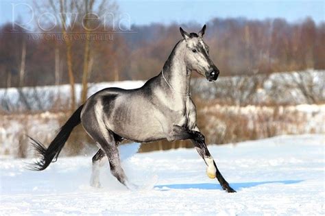 21 caballos con los colores más bellos y únicos del mundo. Atención al color 13