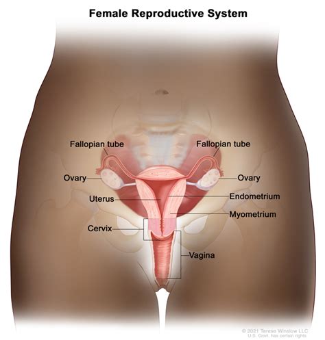 [Figure, Anatomy of the female reproductive...] - PDQ Cancer ...