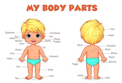 Body parts of boy for kids learning 1312592 Vector Art at Vecteezy