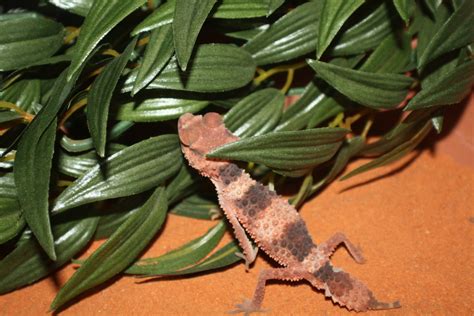 BANDED KNOB-TAILED GECKO - Reptile and Grow