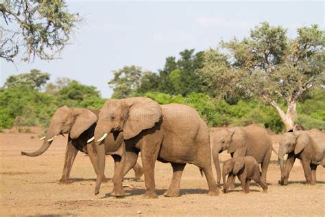 Elephant herd stock photo. Image of matriarch, daytime - 23147012