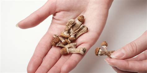 Magic Mushrooms Dosage: Find the Perfect Shrooms Dosage for Optimal ...