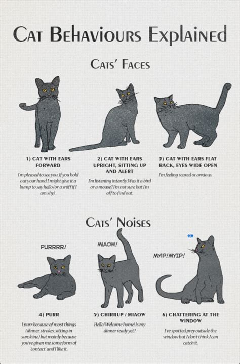 Cat Behavior | American Infographic