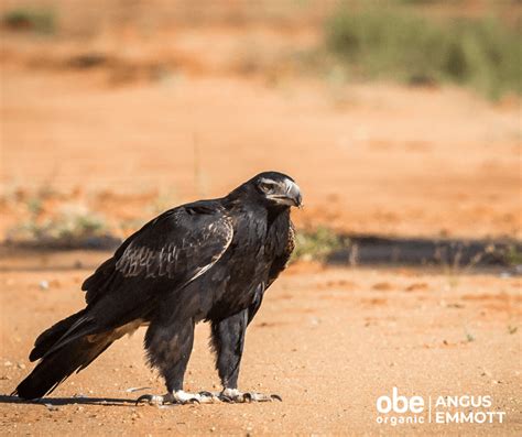 Wedge-tailed eagle | OBE Organic Australia