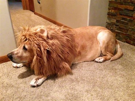 Lion Mane Dog Costume - Etsy