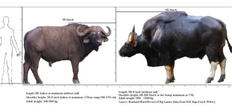 Size comparison between Cape Buffalo and Gaur/Indian Bison : theHunter