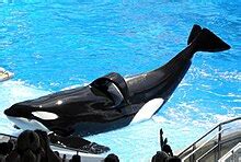 Tilikum (orca) - Wikipedia