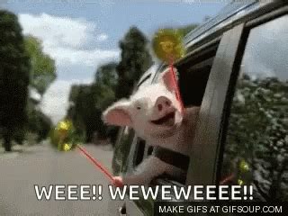 GEICO PIG GIF - GEICO PIG WEE - Discover & Share GIFs