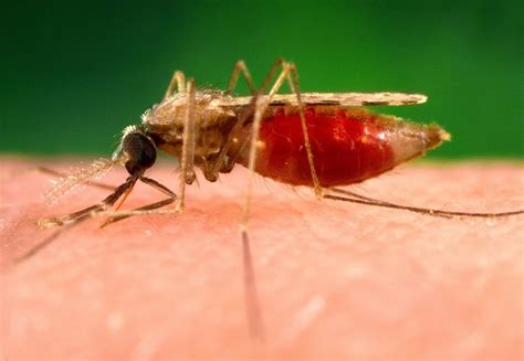 Imagem gratuita: fotografia, shows, anopheles minimus, malária, vetor, orient, mosquito, lateral ...