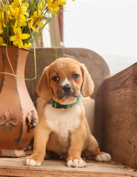 Puggle Puppies for Sale | Buckeye Puppies