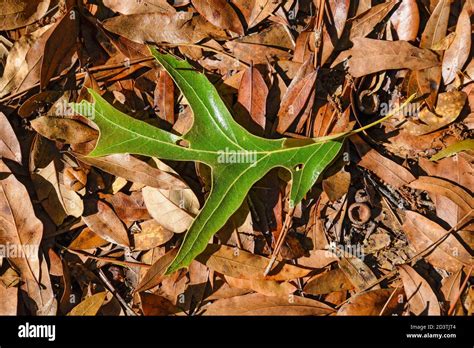 New turkey oak leaf falls to ground amid dead leaves during spring storm in North Central ...