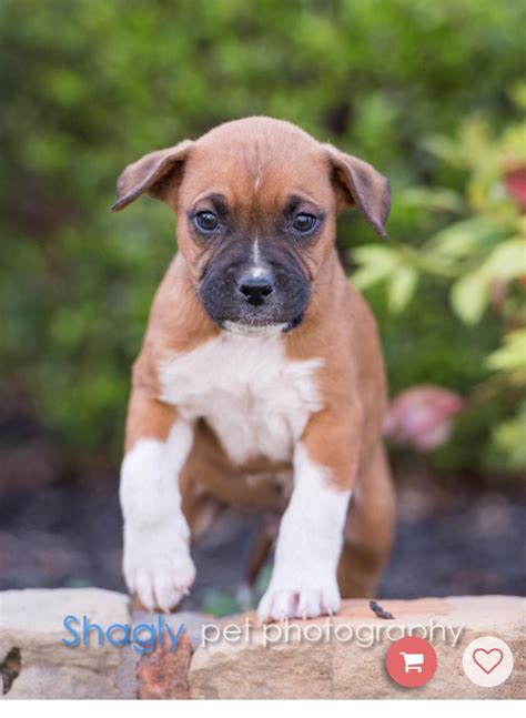 Adorable Boxador Puppy for Adoption in Mesquite, TX