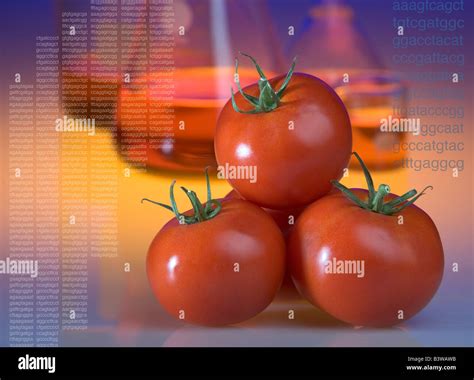Concept shot of genetically modified tomatoes showing beakers and DNA sequence codes Stock Photo ...