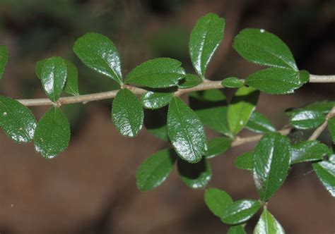 Ehretia microphylla Lam. | Plants of the World Online | Kew Science