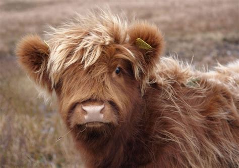 Scottish Highland Cows - Adorable Fluffy Long Haired Cow Facts!