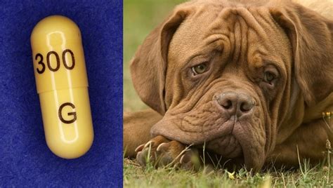 Gabapentin For Dogs: Uses, Dosage, And Side Effects