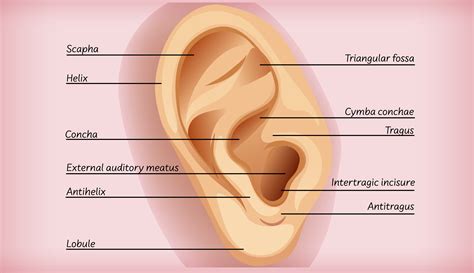 Anatomy of external ear educational diagram 1338012 Vector Art at Vecteezy