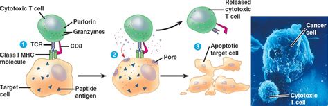 cytotoxic_t.html 43_16CytotoxicTcells.jpg