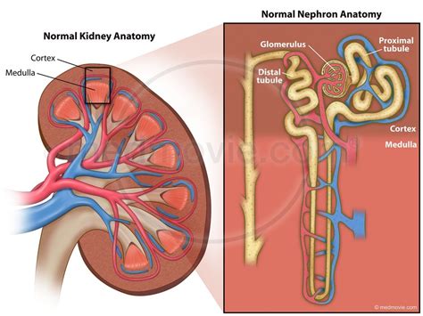 Kidney Anatomy Real