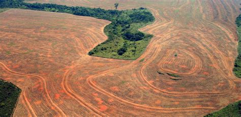 Companies’ ‘deforestation-free’ supply chain pledges have barely ...