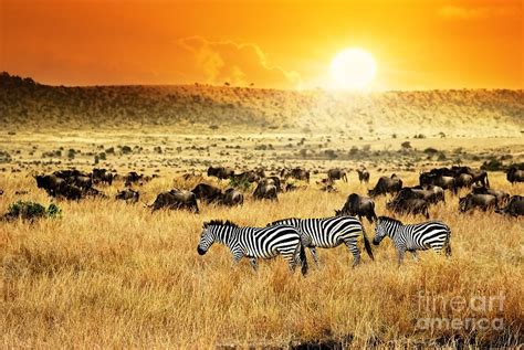 African Landscape Zebras Herd Photograph by Oleg Znamenskiy - Pixels