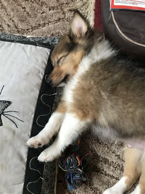 Our lovely sleeping sheltie puppy Edward. : r/sheltie