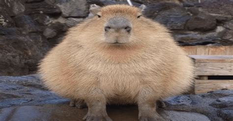 Which Gort is the REAL Gort (Images are in the comments) : r/capybara