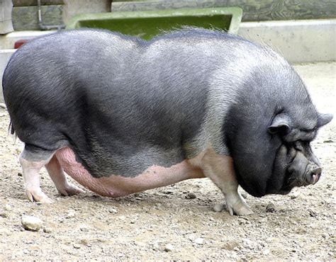 Pot-bellied Pig: Origin, Characteristics, Uses