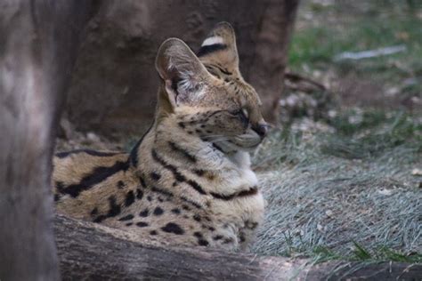 African Serval — City of Albuquerque