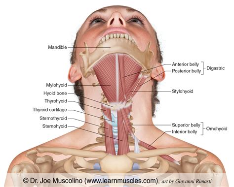 Stylohyoid Muscle Labeled