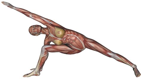 Extended Side Angle Pose - Yoga Anatomy | Om Yoga Magazine